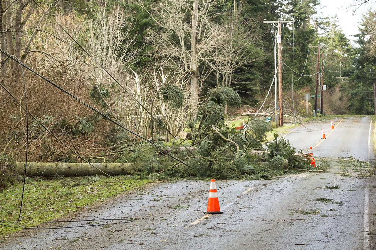 Utility Pole Wire Damaged by Fallen Tree
